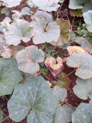 2018-07-14 19.48.44.jpg (112.54 KiB) Osservato 683 volte 2018-07-14 19.48.44.jpg