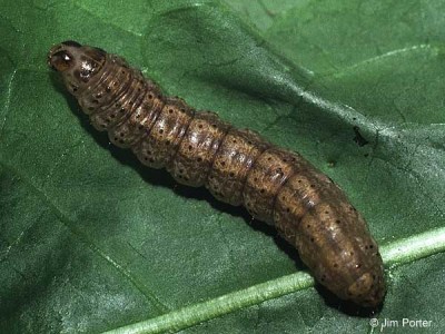 Agrotis segetum - larva.jpg (47.6 KiB) Osservato 463 volte Agrotis segetum - larva.jpg