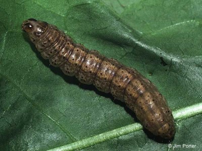 Agrotis segetum - larva.jpg