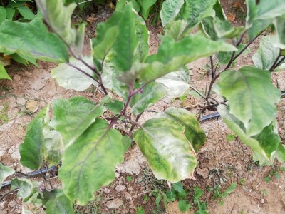 IMG_20180716_191232.jpg (149.41 KiB) Osservato 483 volte IMG_20180716_191232.jpg