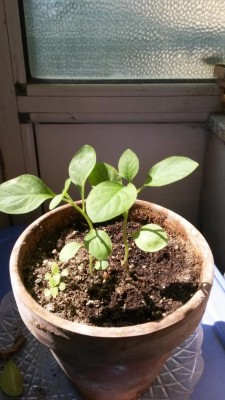 Piantine.jpg (89.12 KiB) Osservato 1184 volte Piantine.jpg