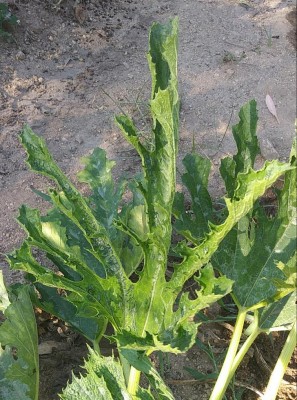 20180803_091335-1.jpg (185.76 KiB) Osservato 435 volte 20180803_091335-1.jpg