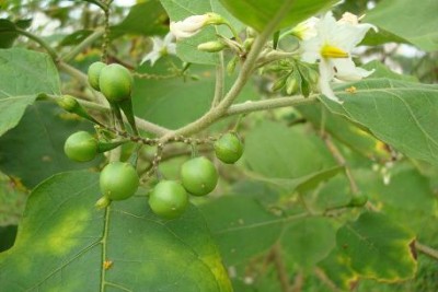 sol1.JPG (45.66 KiB) Osservato 1321 volte sol1.JPG