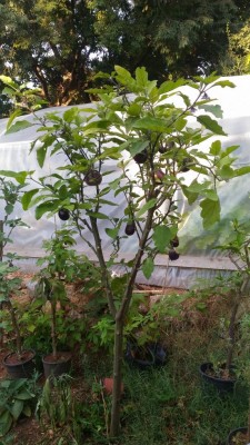 P_20180803_185627.jpg (140.95 KiB) Osservato 1322 volte P_20180803_185627.jpg