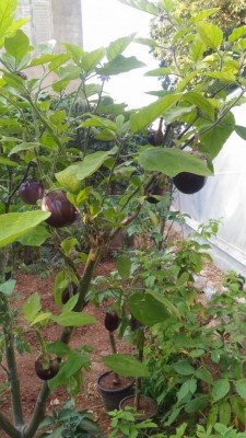 P_20180803_185641.jpg (114.26 KiB) Osservato 1322 volte P_20180803_185641.jpg