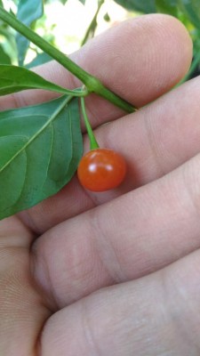 P_20180802_175949.jpg (47.18 KiB) Osservato 1322 volte P_20180802_175949.jpg