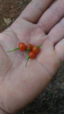 P_20180802_180102.jpg (46.75 KiB) Osservato 1320 volte P_20180802_180102.jpg