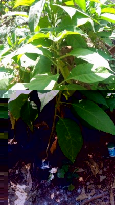 P_20180804_113919.jpg (120.08 KiB) Osservato 1138 volte P_20180804_113919.jpg