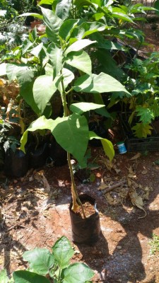 P_20180804_113932.jpg (140.82 KiB) Osservato 1138 volte P_20180804_113932.jpg