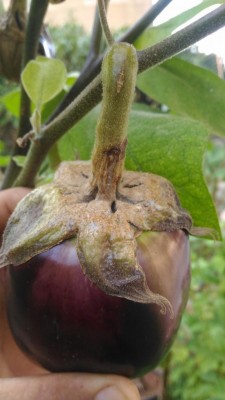 P_20180803_185650.jpg (60.05 KiB) Osservato 1124 volte P_20180803_185650.jpg