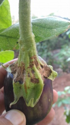 P_20180803_185659.jpg (56.54 KiB) Osservato 1124 volte P_20180803_185659.jpg