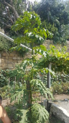 20180804_154825.jpg (235.34 KiB) Osservato 1102 volte 20180804_154825.jpg