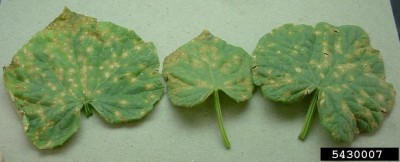 Colletotrichum orbiculare on cucurbit.jpg (53.66 KiB) Osservato 470 volte Colletotrichum orbiculare on cucurbit.jpg