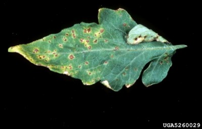 X. vesicatoria on tomato leaf.jpg (42.94 KiB) Osservato 836 volte X. vesicatoria on tomato leaf.jpg