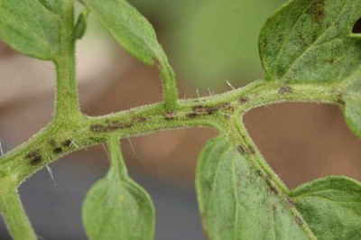 bacterial_spot_stem.jpg (56.12 KiB) Osservato 612 volte bacterial_spot_stem.jpg