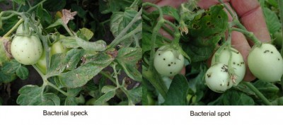 maculature batterie a diversa eziologia.jpg (84.7 KiB) Osservato 612 volte maculature batterie a diversa eziologia.jpg