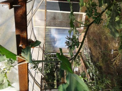 20180809_084800.jpg (141.26 KiB) Osservato 2116 volte 20180809_084800.jpg