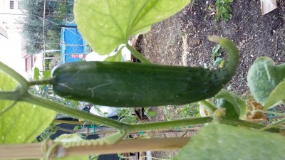 20180827_092121.jpg (108.65 KiB) Osservato 452 volte 20180827_092121.jpg