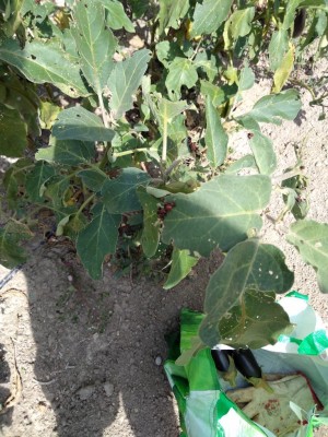 Foto foglie / melanzane.jpg melanzane.jpg