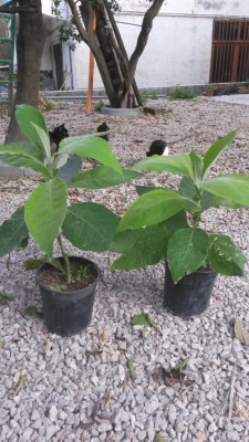 Mauritianum.jpg (119.92 KiB) Osservato 876 volte Mauritianum.jpg