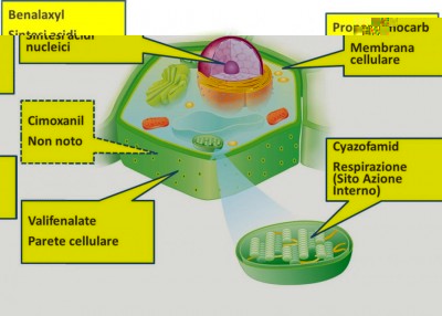 MOA antiperonosporici.jpg (68.96 KiB) Osservato 796 volte MOA antiperonosporici.jpg