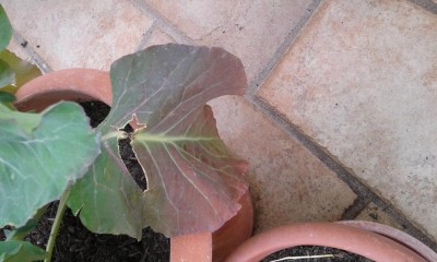 Ecco una foto a mio parere di una carenza che di presenta quasi su tt le piante / 20190311_123242.jpg 20190311_123242.jpg