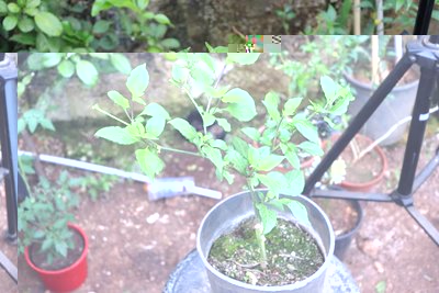 IMG_3937.JPG (88.2 KiB) Osservato 1194 volte IMG_3937.JPG