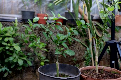 IMG_3938.JPG (98.3 KiB) Osservato 1194 volte IMG_3938.JPG