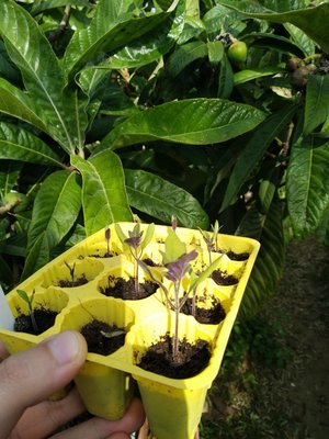 IMG_20190507_092026.jpg (115.75 KiB) Osservato 454 volte IMG_20190507_092026.jpg