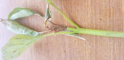 20190521_190147.jpg (61.95 KiB) Osservato 597 volte 20190521_190147.jpg