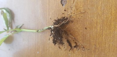 radici / 20190521_190158.jpg 20190521_190158.jpg