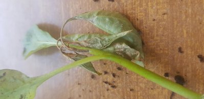 20190521_190220.jpg (47.53 KiB) Osservato 597 volte 20190521_190220.jpg