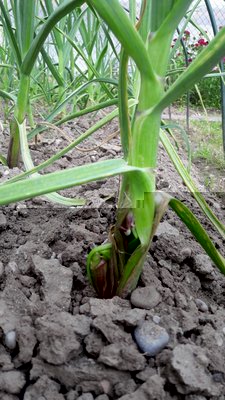 20190523_144755.jpg (118.77 KiB) Osservato 745 volte 20190523_144755.jpg