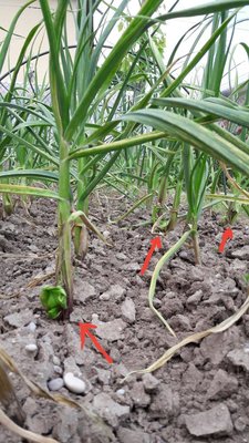 20190523_153644.jpg (135.51 KiB) Osservato 745 volte 20190523_153644.jpg