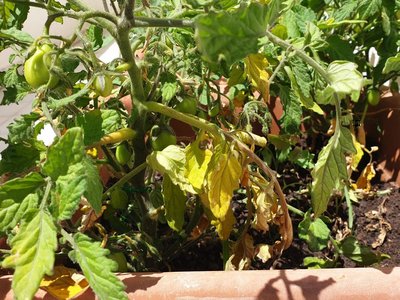 20190531_140600.jpg (164.51 KiB) Osservato 472 volte 20190531_140600.jpg