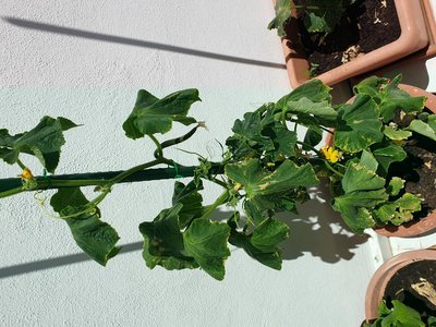 20190531_140543.jpg (182.33 KiB) Osservato 472 volte 20190531_140543.jpg