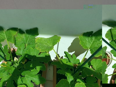 20190531_140533.jpg (104.62 KiB) Osservato 472 volte 20190531_140533.jpg