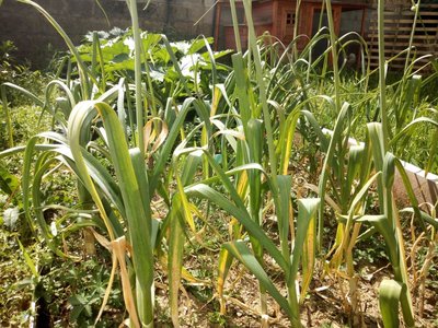 IMG_20190609_103440.jpg (202.51 KiB) Osservato 671 volte IMG_20190609_103440.jpg