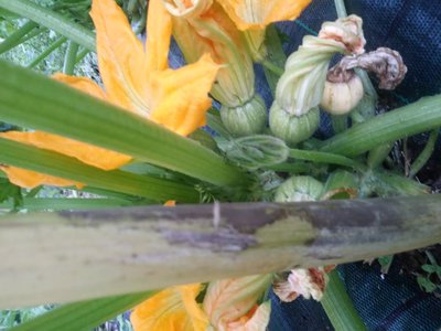 20190613_061936.jpg (81.28 KiB) Osservato 468 volte 20190613_061936.jpg