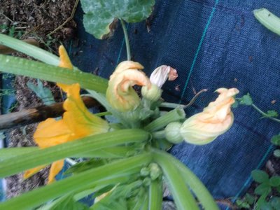 20190613_062123.jpg (104.76 KiB) Osservato 468 volte 20190613_062123.jpg