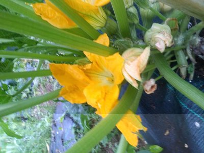 20190613_061943.jpg (84.74 KiB) Osservato 468 volte 20190613_061943.jpg