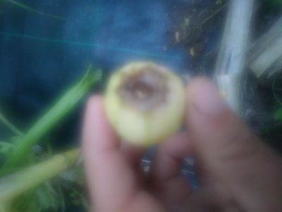 20190613_062055.jpg (34.87 KiB) Osservato 468 volte 20190613_062055.jpg