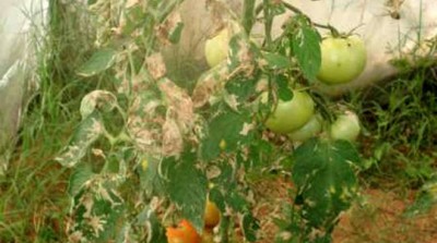 tuta-absoluta.jpg (43.32 KiB) Osservato 426 volte tuta-absoluta.jpg