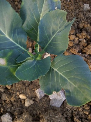 IMG_20190627_202301.jpg (96.63 KiB) Osservato 554 volte IMG_20190627_202301.jpg