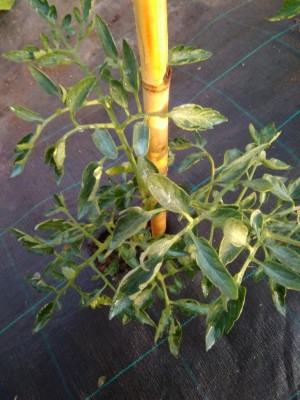 IMG_20190707_065114.jpg (108.91 KiB) Osservato 756 volte IMG_20190707_065114.jpg