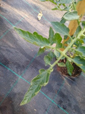 IMG_20190707_061507.jpg (102.1 KiB) Osservato 756 volte IMG_20190707_061507.jpg