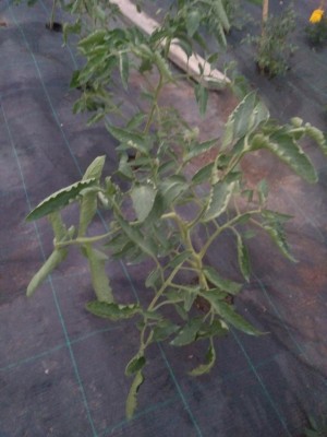 IMG_20190705_211718.jpg (73.88 KiB) Osservato 756 volte IMG_20190705_211718.jpg