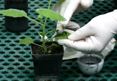 test inoculazione.JPG (79.63 KiB) Osservato 609 volte test inoculazione.JPG