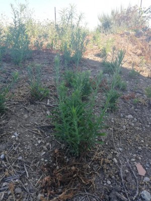 pianta1.jpg (164.07 KiB) Osservato 881 volte pianta1.jpg