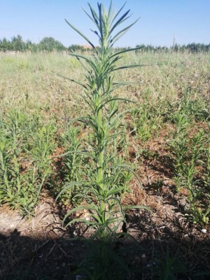 pianta2.jpg (163.98 KiB) Osservato 881 volte pianta2.jpg